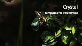  Presentation with butterfly - Slides consisting of butterfly background and a black colored foreground