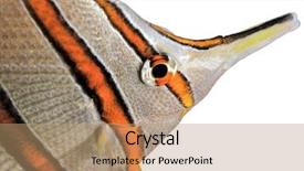  Presentation with history earth globe isolated white - Audience pleasing presentation design consisting of butterflyfish isolated on white background backdrop and a coral colored foreground