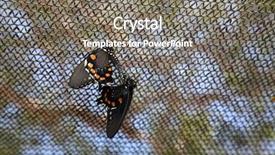  Presentation with butterfly - Presentation design featuring butterfly's mating butterflies having background and a gray colored foreground