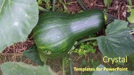  Presentation with garden - PPT theme with butternut-squash-pumpkin-ripens background and a tawny brown colored foreground