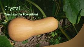  Presentation with ready - Presentation theme consisting of butternut-squash-ripe-pumpkin-ready background and a tawny brown colored foreground