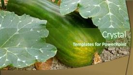  Presentation with seed germination agriculture growing plants - Presentation theme enhanced with butternut squashes growing on the vegetable bed background and a tawny brown colored foreground