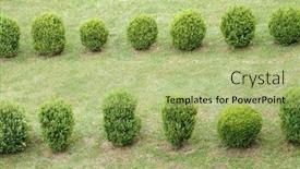  Presentation with box - Slide set having buxus-sempervirens-common-box-european background and a mint green colored foreground