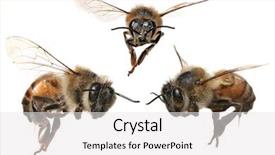  Presentation with honey bee - Presentation theme having buzz - 3 different angles background and a white colored foreground