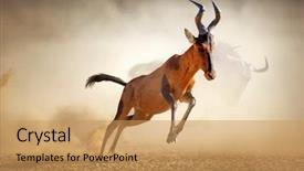  Presentation with south africa - Slide set featuring caama - kalahari desert - south africa background and a yellow colored foreground