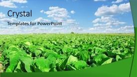  Presentation with cabbage - Slide deck consisting of cabbage - vegetable field background and a light blue colored foreground