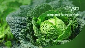  Presentation with cabbage - PPT layouts consisting of cabbage - vegetable in field background and a forest green colored foreground