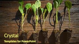  Presentation with cauliflower - Theme featuring cabbage cauliflower seedlings sprouts ready background and a tawny brown colored foreground