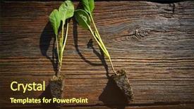  Presentation with hands planting a cabbage seedling - Amazing theme having cabbage cauliflower seedlings sprouts ready backdrop and a tawny brown colored foreground