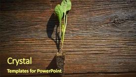  Presentation with hands planting a cabbage seedling - Slide deck consisting of cabbage cauliflower seedlings sprouts ready background and a tawny brown colored foreground