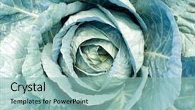  Presentation with cabbage - Slide set consisting of cabbage closeup background background and a mint green colored foreground