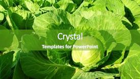  Presentation with cabbage - Cool new PPT layouts with cabbage field backdrop and a tawny brown colored foreground