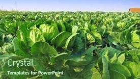  Presentation with cabbage - Beautiful slides featuring cabbage field backdrop and a forest green colored foreground