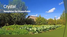  Presentation with vegetable garden - Cool new presentation design with cabbage in vegetable garden backdrop and a teal colored foreground