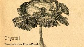  Presentation with cabbage - Amazing presentation theme having cabbage-old-illustration-by-unknown backdrop and a blonde colored foreground