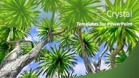  Presentation with palmetto - Presentation theme consisting of cabbage-palm-tree-sabal-palmetto background and a tawny brown colored foreground