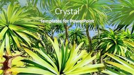  Presentation with palmetto - Slide set having cabbage-palm-tree-sabal-palmetto background and a tawny brown colored foreground