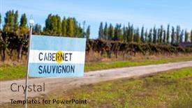  Presentation with cabernet sauvignon - Amazing PPT theme having cabernet-sauvignon-grape-plantation backdrop and a gold colored foreground