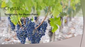 Presentation with cabernet sauvignon - Theme enhanced with cabernet-sauvignon-grapes-to-produce background and a yellow colored foreground
