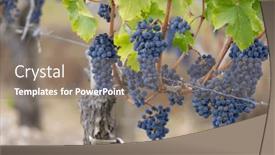  Presentation with cabernet sauvignon - Presentation theme featuring cabernet-sauvignon-grapes-to-produce background and a gray colored foreground