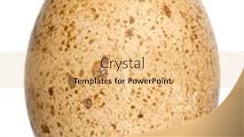  Presentation with egg - Amazing theme having cabot-s-tragopan-egg-tragopan backdrop and a yellow colored foreground