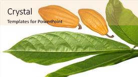  Presentation with cacao bean - Colorful presentation design enhanced with settings and smile gears icons icon set style bicolor flat images blue and white colors isolated on a dark blue background backdrop and a ocean colored foreground