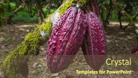  Presentation with cacao tree - Presentation having cacao-growing-on-a-tree and a  colored foreground