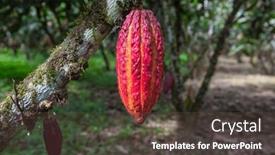  Presentation with cacao tree - Slide set featuring cacao-growing-on-a-tree background and a  colored foreground