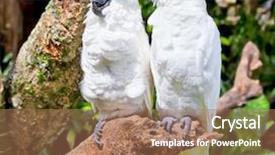  Presentation with sulphur - Presentation theme having cacatua galerita and cacatua sulphur background and a coral colored foreground