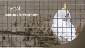  Presentation with cage - Presentation design with cacatua sulphurea in cage background and a gray colored foreground