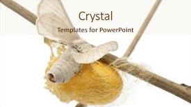  Presentation with cocoon - PPT theme having cacoon - domesticated silkmoth next to own background and a  colored foreground