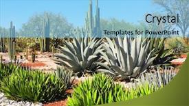  Presentation with archaeological - Slide deck featuring garden of cacti agaves background and a light blue colored foreground