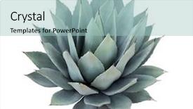  Presentation with cactus - Slide set featuring cactus - agave plant isolated on white background and a light blue colored foreground