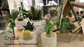  Presentation with terrarium miniature botanical horticulture grow - Colorful slide set enhanced with cactus - cacti in pots backdrop and a coral colored foreground