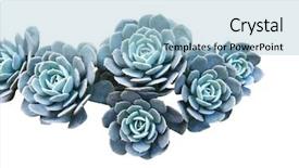  Presentation with succulent - Beautiful slide set featuring cactus - succulent plant isolated on white backdrop and a light blue colored foreground