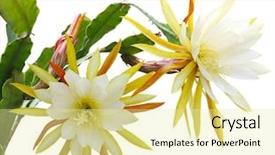  Presentation with cactus - Colorful presentation design enhanced with handsome bearded cook chef backdrop and a dark gray colored foreground