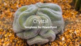  Presentation with cartoon cactus - Presentation featuring cactus-at-gardens background and a gray colored foreground