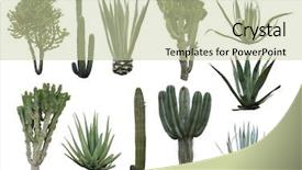  Presentation with cactus - Amazing presentation having cactus collection isolated on white backdrop and a soft green colored foreground