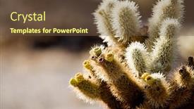  Presentation with joshua tree national park - Cool new presentation design with cactus detail - cholla cactus in the cholla cactus garden joshua tree national park california shallow depth of field with focus on pair of blooms in image center backdrop and a tawny brown colored foreground