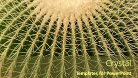  Presentation with cactus - Amazing PPT layouts having cactus details shallow depth of field backdrop and a tawny brown colored foreground
