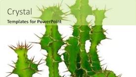  Presentation with green color - Audience pleasing theme consisting of cactus euphorbia grandicornis isolated on white background cow's horn succulent plant in bright green tone color colorful design image backdrop and a yellow colored foreground