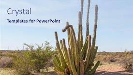  Presentation with cactus - Slide deck consisting of cactus-fields-in-mexico-baja background and a sky blue colored foreground