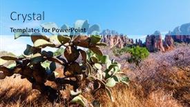  Presentation with cactus - Presentation theme featuring cactus-fields-in-mexico-baja background and a light blue colored foreground