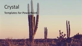  Presentation with cactus - Presentation theme consisting of cactus fields in mexico baja background and a light gray colored foreground