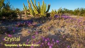  Presentation with cactus - PPT theme with cactus-fields-in-mexico-baja background and a tawny brown colored foreground