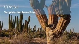  Presentation with cactus - Slides having cactus-fields-in-mexico-baja background and a teal colored foreground
