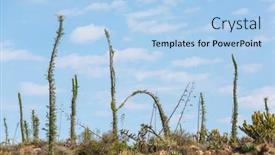  Presentation with cactus - Presentation consisting of cactus-fields-in-mexico-baja background and a light blue colored foreground