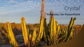  Presentation with cactus - PPT theme enhanced with cactus-fields-in-mexico-baja background and a light blue colored foreground