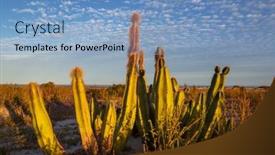  Presentation with cactus - Presentation theme with cactus-fields-in-mexico-baja background and a light blue colored foreground