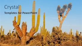  Presentation with cactus - Slide deck featuring cactus-fields-in-mexico-baja background and a light blue colored foreground